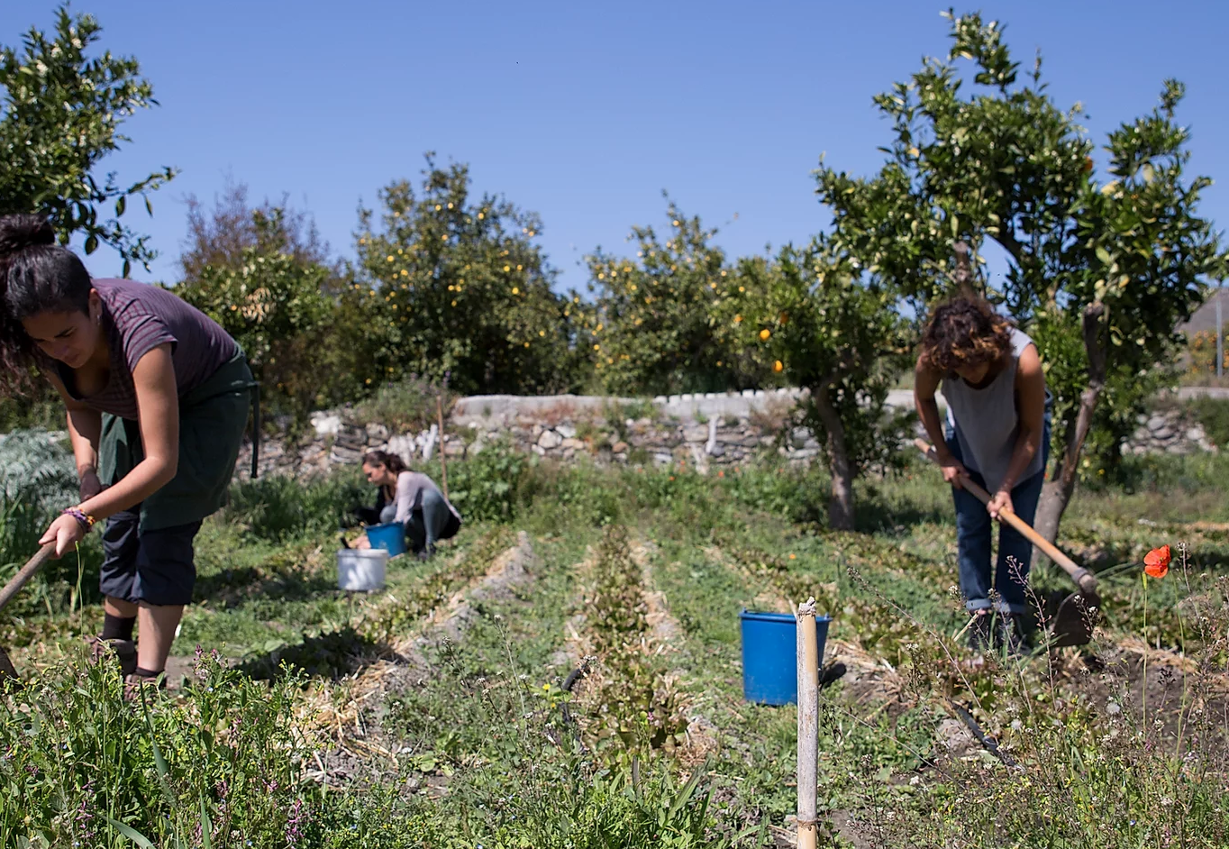 Three women working on a farm