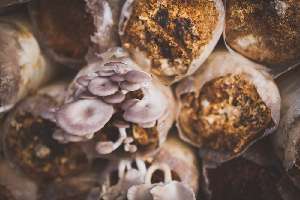 Regenerosity a whole-system approach to funding