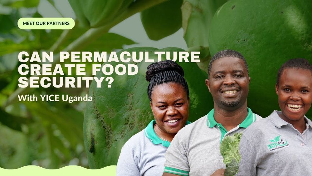 Can Permaculture create food security? Meet YICE Uganda