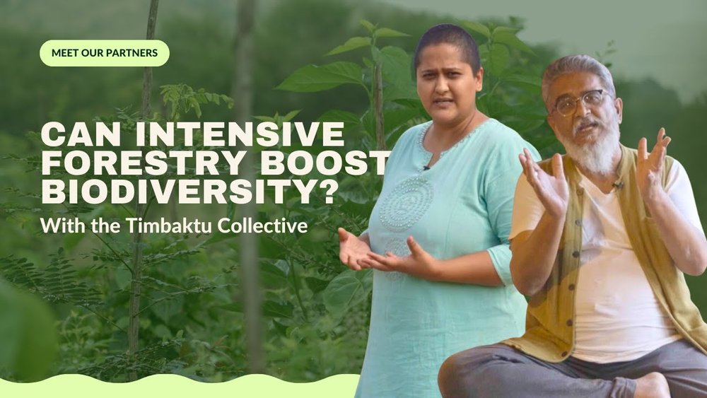 Can intensive forestry boost biodiversity? Meet the Timbaktu Collective
