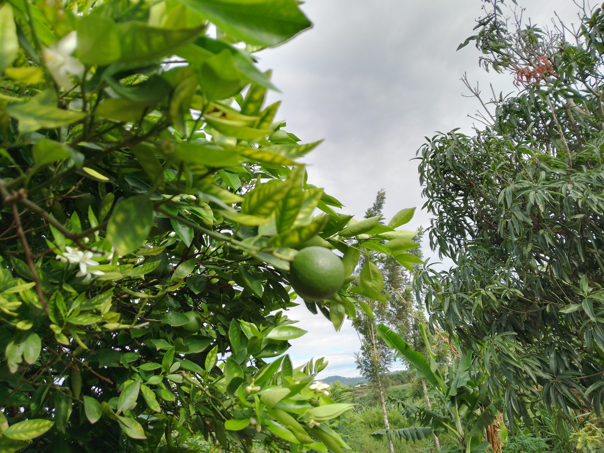 Blossom launches cohort focused on Permaculture Hubs in East Africa